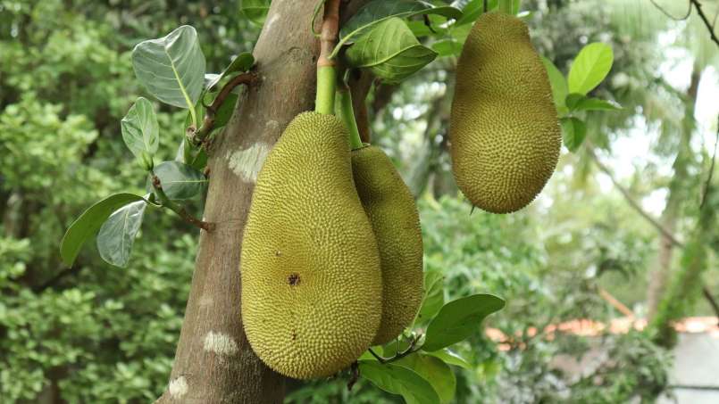 Buah-buahan eksotis dan manfaatnya bagi kesehatan, foto 5