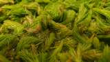 Sirup kuncup pinus - Mempersiapkan tidak 1
