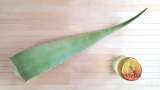 Ekstrak Aloe Vera dengan madu - Mempersiapkan tidak 1