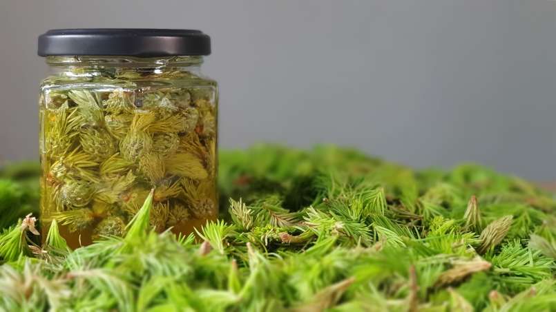 Kuncup pinus yang dimaserasi dengan madu, foto 2