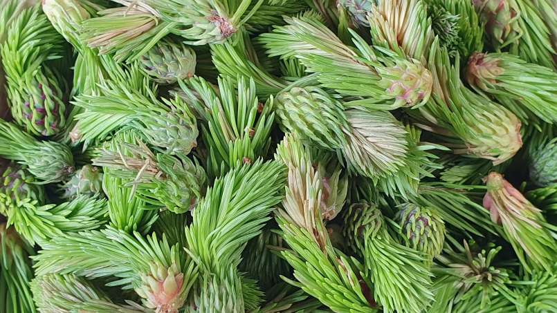 Kuncup pinus yang dimaserasi dengan madu, foto 3