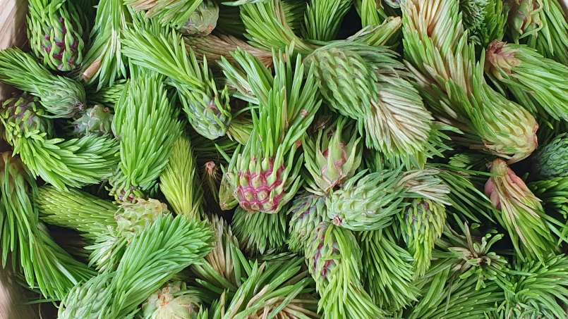 Kuncup pinus yang dimaserasi dengan madu, foto 4