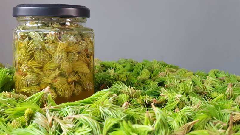 Kuncup pinus yang dimaserasi dengan madu, foto 6