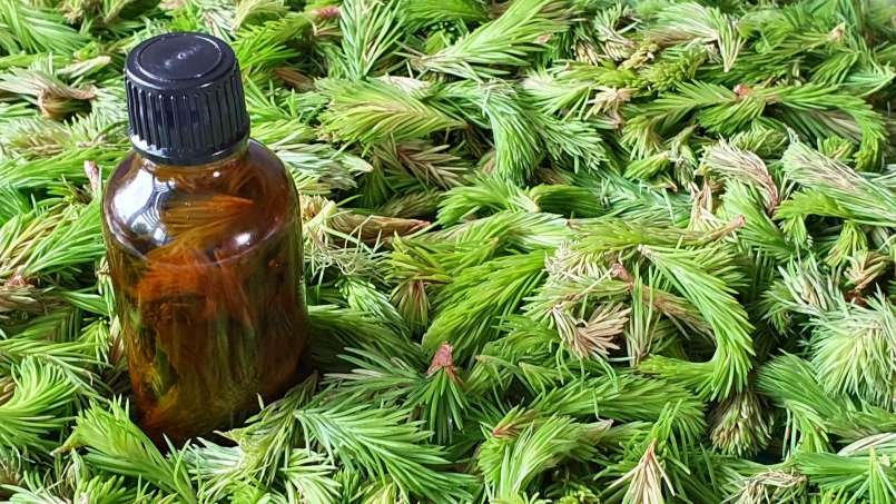 Minuman keras kuncup pinus