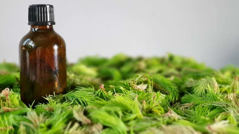 Minuman keras kuncup pinus, foto 2