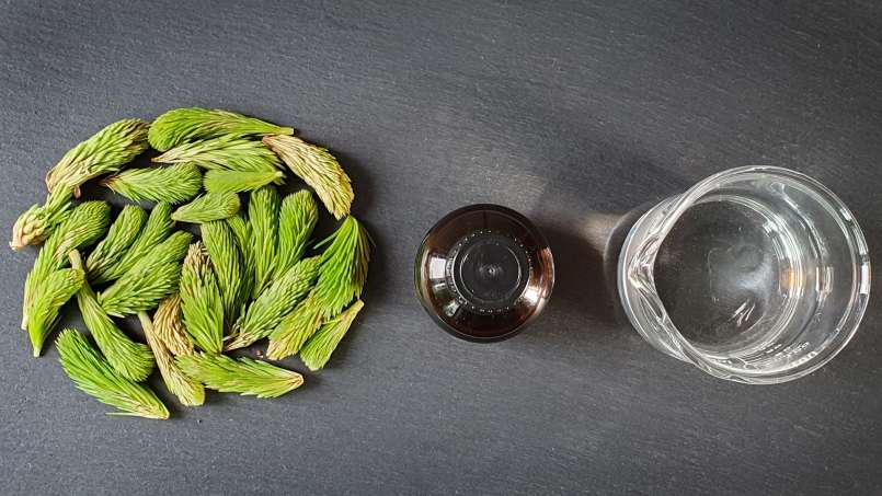 Minuman keras kuncup pinus, foto 4