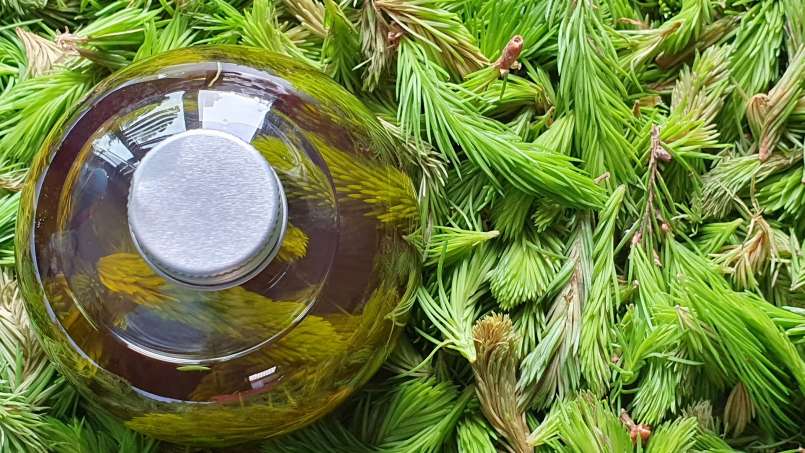 Minyak kuncup pinus, foto 4