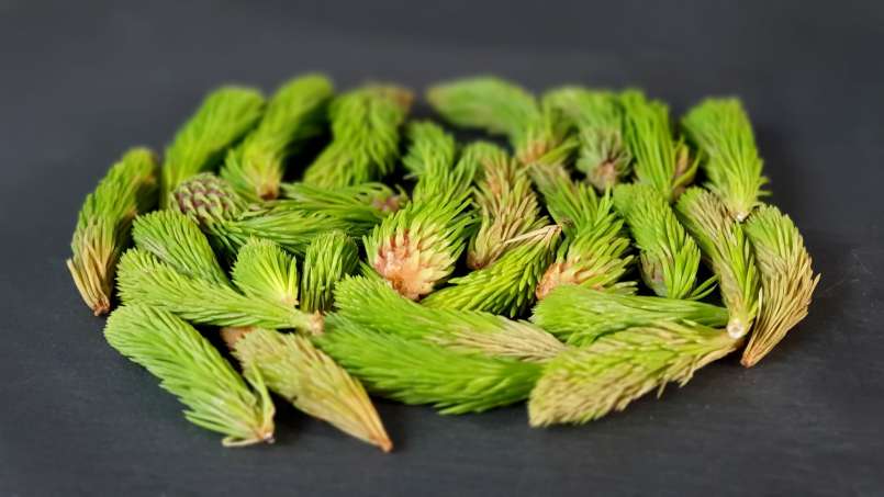 Minyak kuncup pinus, foto 8