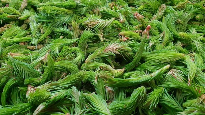 Sirup kuncup pinus, foto 2
