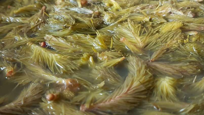 Sirup kuncup pinus, foto 3