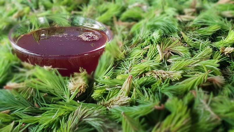 Sirup kuncup pinus, foto 8