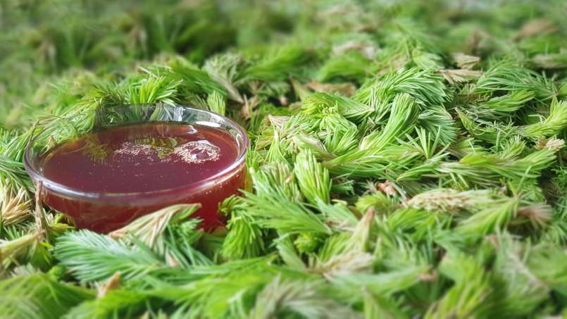 Sirup kuncup pinus, foto 9