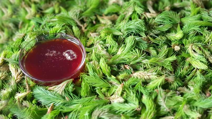 Sirup kuncup pinus, foto 10