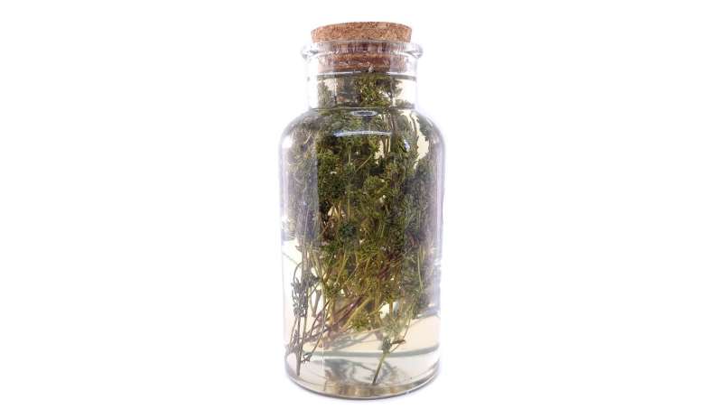 Maserasi timi dengan madu, foto 3