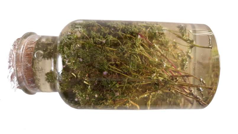 Maserasi timi dengan madu, foto 5