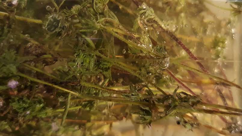 Maserasi timi dengan madu, foto 8