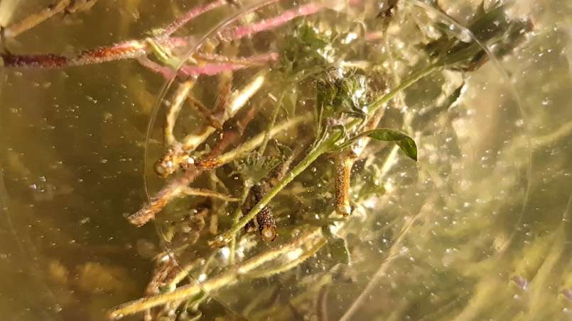 Maserasi timi dengan madu, foto 9