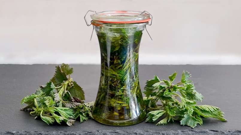 Minyak jelatang yang diperoleh melalui transfer, foto 5