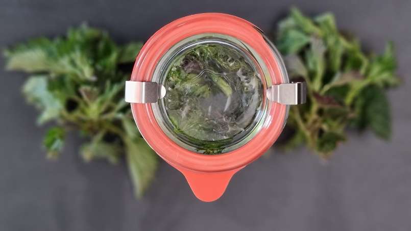 Minyak jelatang yang diperoleh melalui transfer, foto 6