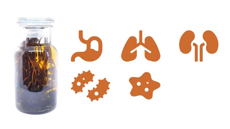 Tingtur timi, foto 1