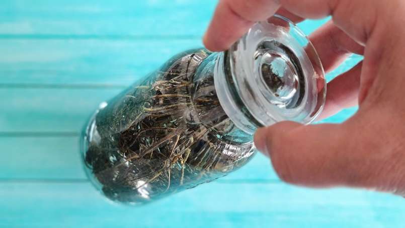 Tingtur timi, foto 4