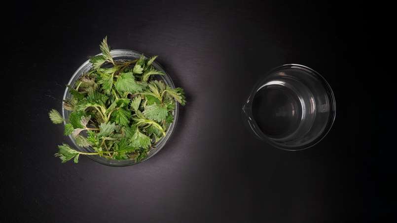 Larutan jelatang bersih, foto 1